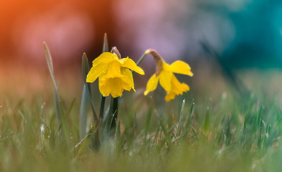 Floral miniature