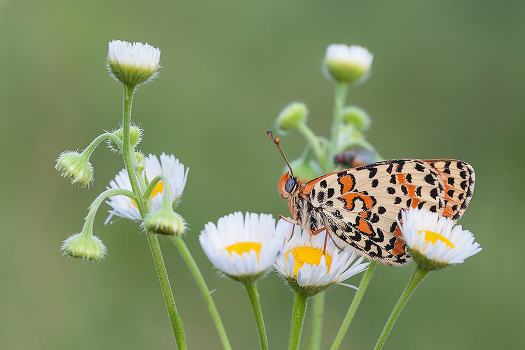Bouquet von Gänseblümchen