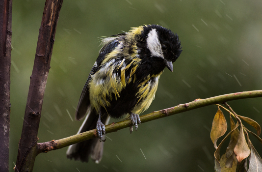 Under the rain