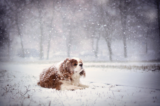 First snow