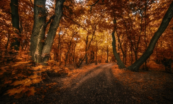 Inhaling the smell of rotten leaves