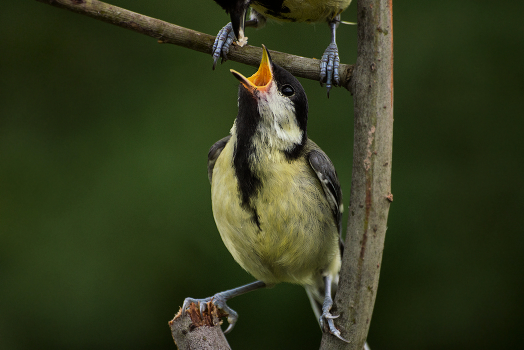 "Catching!,,,"