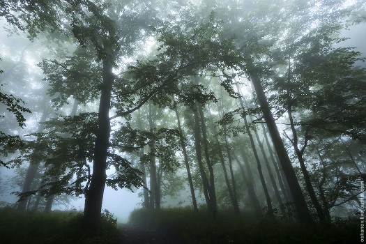 Mysterious forest