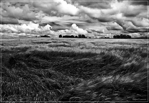 Polyushko field ...