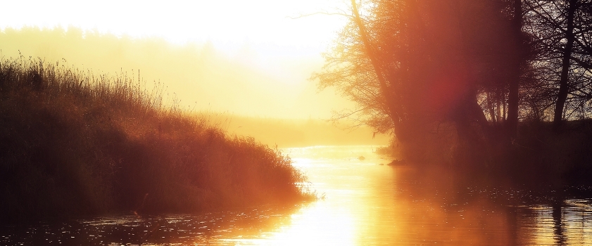 Gold morning