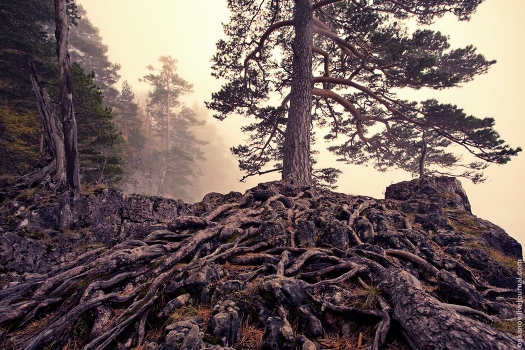 Roots