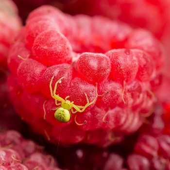Raspberry Heaven