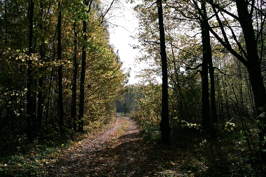 Autumn sometimes-3