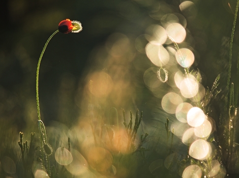 Birth beauty.