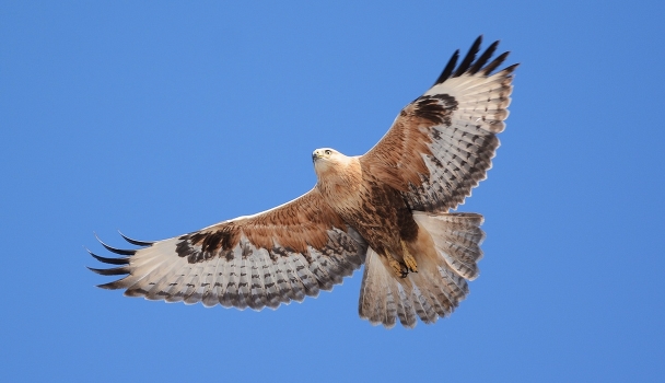 Buzzard Buzzard