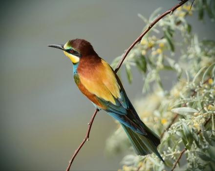 Golden bee-eater