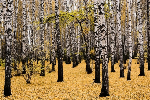 Autumn carpet!