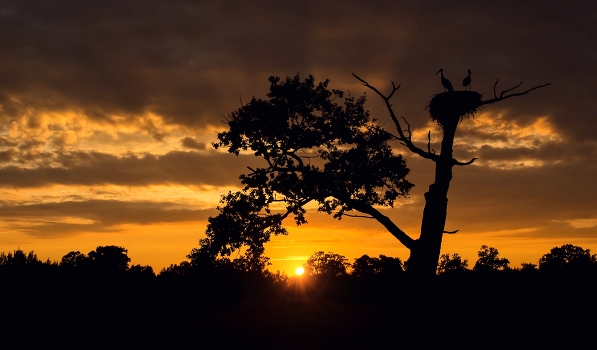 Silhouette