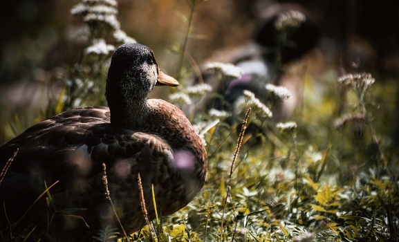 duck