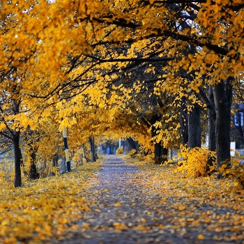 Golden Autumn 2014