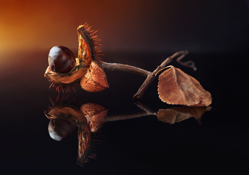 Predator