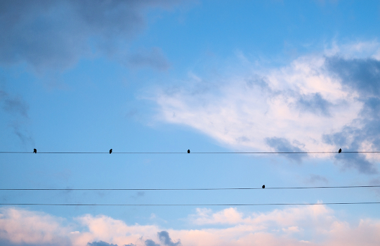 Music bird-2