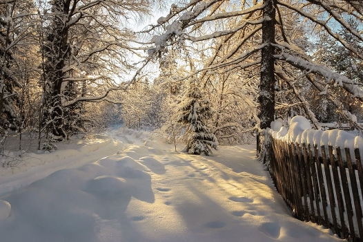 Christmas forest ...