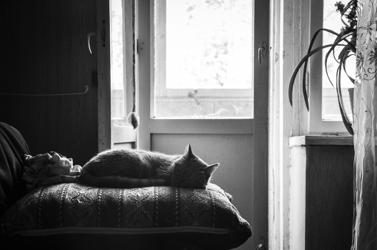 Cat on a pillow