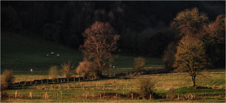 ... Trees, lamb, Morning ...