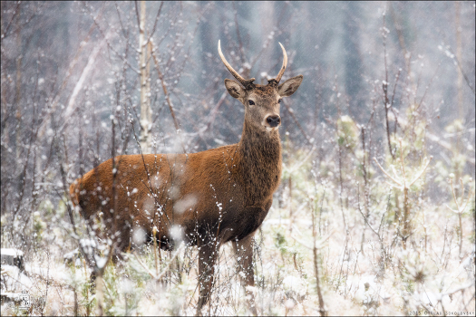 / On the first snow ... /