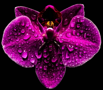 Tears orchid