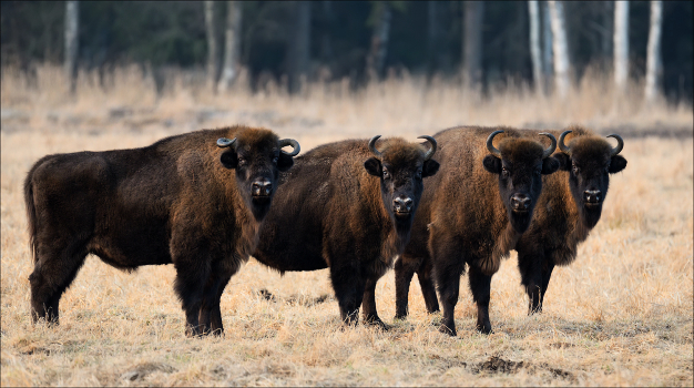 / Bialowieza stories /