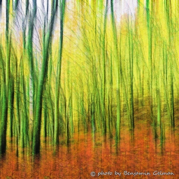 Rainy autumn colors