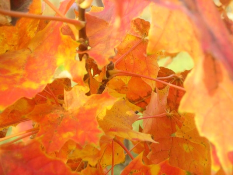 Autumn light