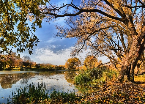 gold autumn