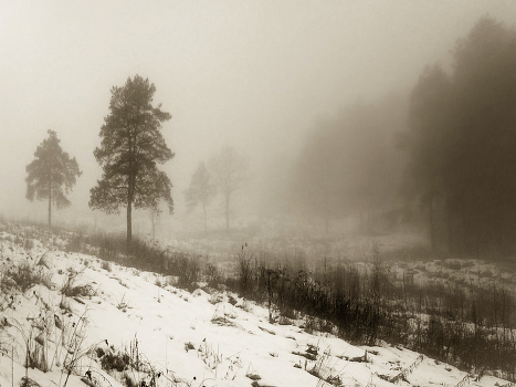 Winter fog