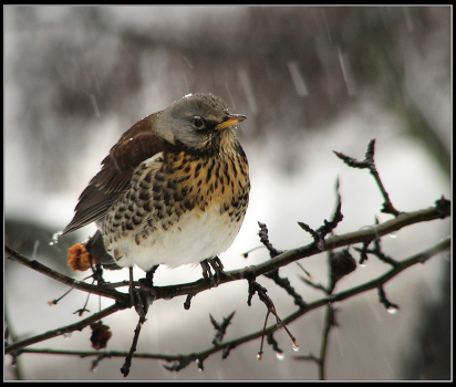 snow-powdered