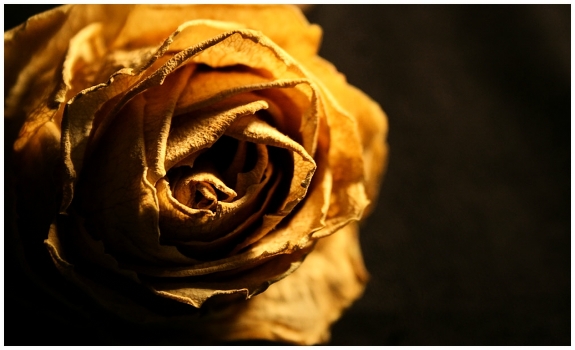 * Dried feelings *
