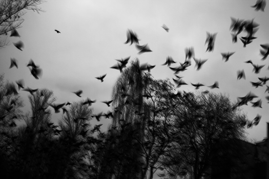 Butterflies