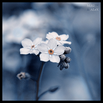 Yabuduzhit flower