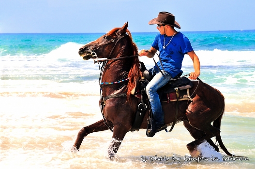 Bathing Horse