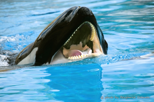 Blue whale