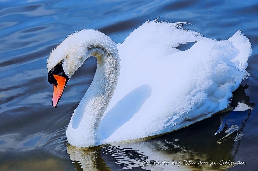 Swan