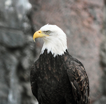 The eagle does not catch flies ...