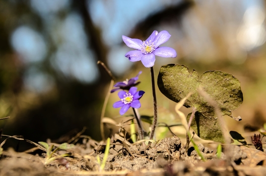 Spring Primrose
