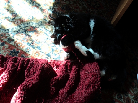 Knitter