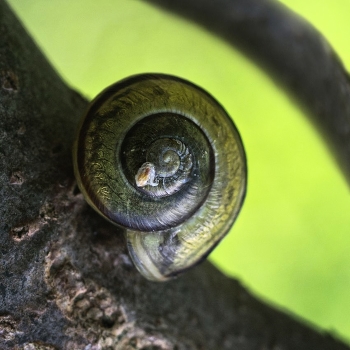 Snail on the slope