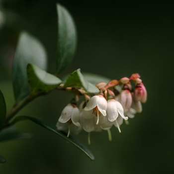 That cranberries flowered ...