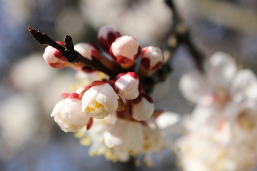 apricot