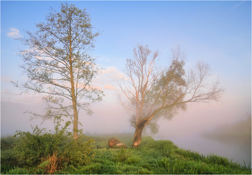 Morning in the Forest