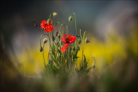 / Pro Moravian poppies /