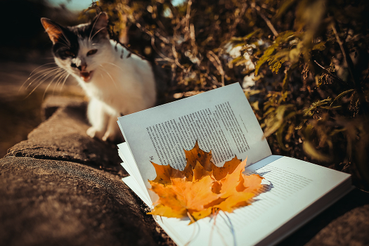 Forgotten read books cats ...