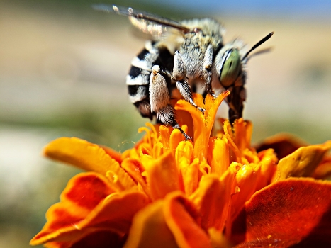 Bee on flower