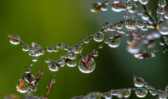 Morning freshness ...