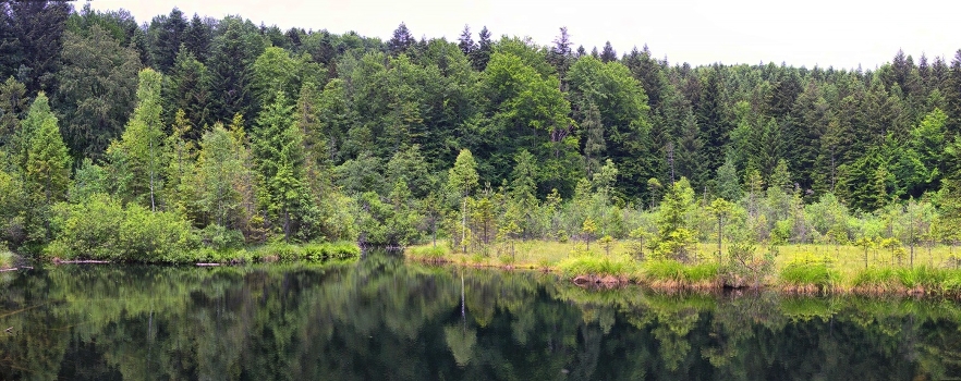 Dead Lake